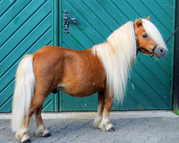 stallion Pageboy of Chestnut Stable (Shetland pony (under 87 cm), 2000, from Birchwood Pageboy)