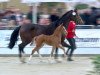 broodmare Comme ci comme ca (Westphalian, 2017, from Comme il Faut)