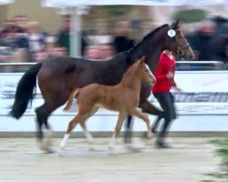 broodmare Comme ci comme ca (Westphalian, 2017, from Comme il Faut)