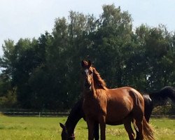 dressage horse Fürst Sandro (German Warmblood, 2015, from Fürstenstern 3)