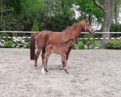 broodmare Qelina LH (Oldenburg show jumper, 2018)