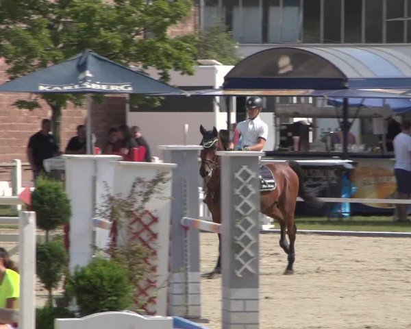 Reitturnier Zweibrücken 2017