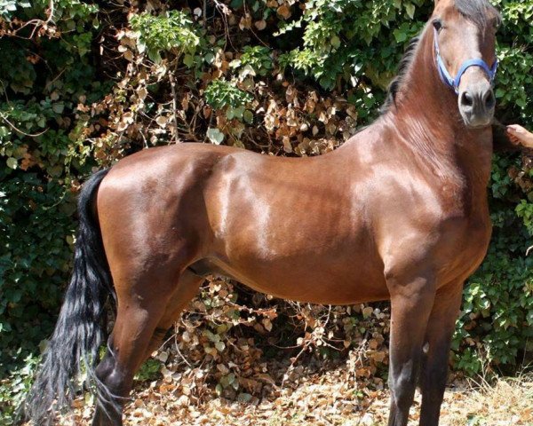 Pferd Nocturno Ama (Andalusier bzw/Pferde reiner spanischer Rasse,  )