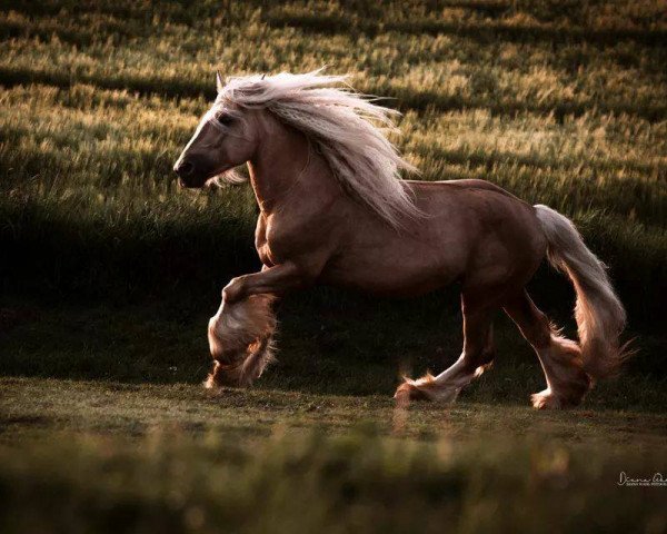 Deckhengst Zidar de Soie (Tinker / Irish Cob / Gypsy Vanner, 2009, von Mc Brynmore Vegilin van C.)