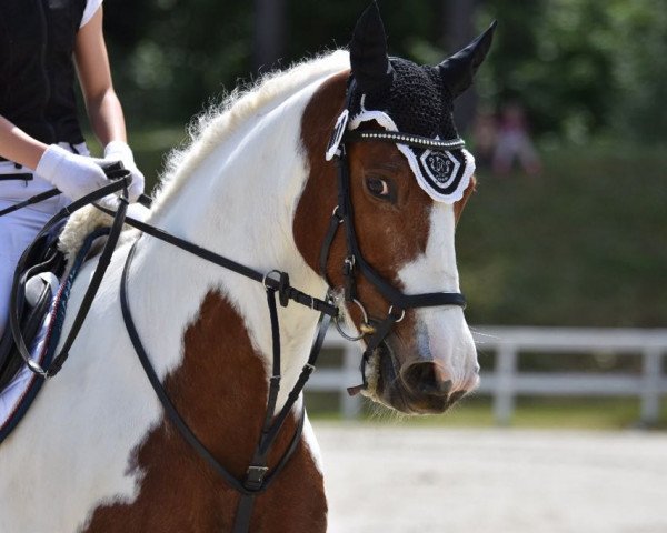 Dressurpferd Attyrory Rosey (Irish Sport Horse, 2008)