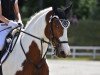 dressage horse Attyrory Rosey (Irish Sport Horse, 2008)