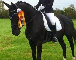 dressage horse Sador 2 (Hanoverian, 2008, from Samarant)