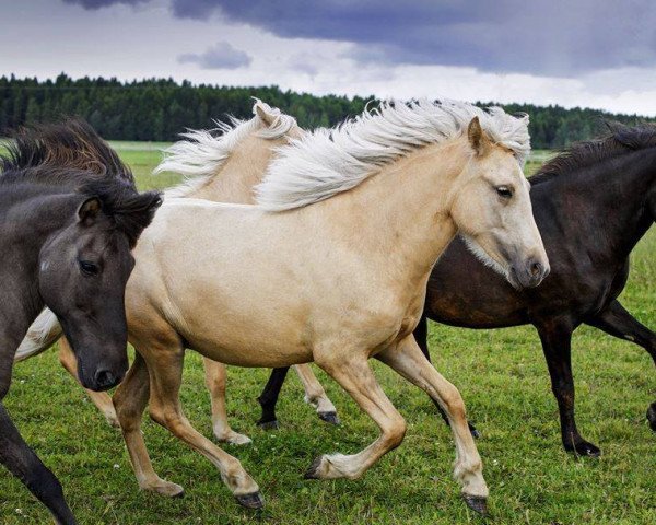 Zuchtstute Mysa fra Solbrekku (Islandpferd, 2015, von Hljomur fra Tunsbergi 80 ISL)