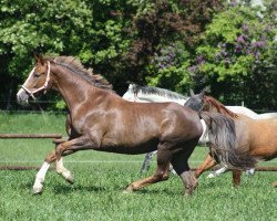 broodmare Fedja (Rhinelander, 2009, from Florenciano 6)