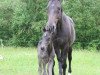 broodmare Lasino Girl (Holsteiner, 2004, from Lasino)