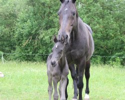 broodmare Lasino Girl (Holsteiner, 2004, from Lasino)