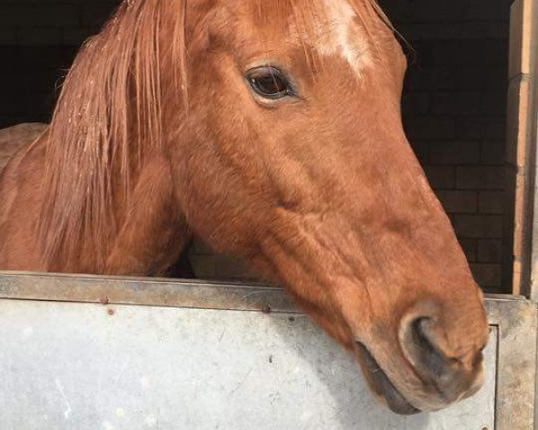 broodmare Lady in Red (Thoroughbred, 1996, from General Assembly xx)