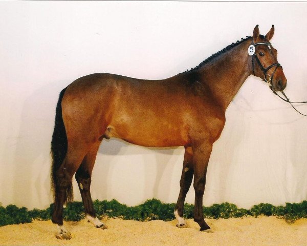 stallion Cedrus (Westphalian, 2013, from Calido I)