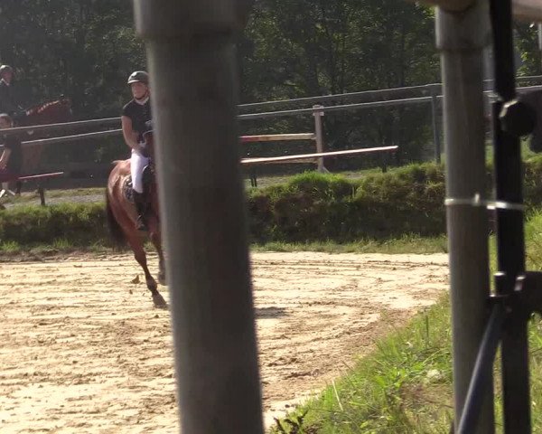 Reitturnier Bühren-Breckerfeld 2017