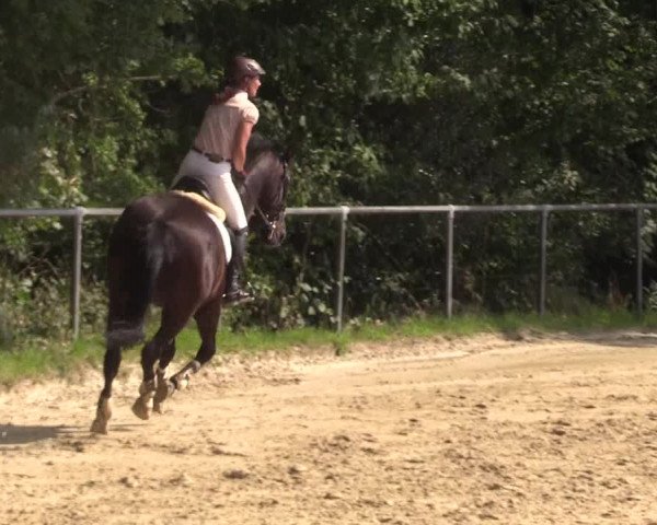Reitturnier Bühren-Breckerfeld 2017