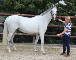 broodmare Cassandra (Westphalian, 2005, from Cornet Obolensky)