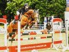 jumper Timba 12 (German Riding Pony, 2008, from Topnatrejo)