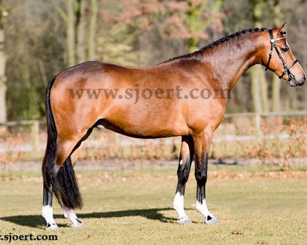 stallion Rhodin Hedde (Nederlands Welsh Ridepony, 2006, from Wengelo's Ricardo)