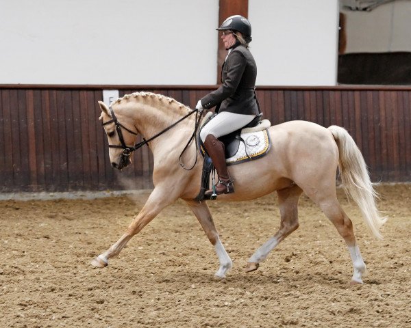 stallion Eekelenburgs Corfu (Welsh-Pony (Section B), 2010, from Cadlanvalley Goldstar)