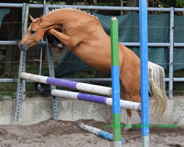 Pferd Aranykapu BZ Jasmine (Nederlands Welsh Ridepony, 2014, von Eekelenburgs Corfu)