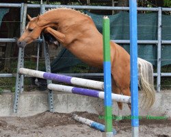 Pferd Aranykapu BZ Jasmine (Nederlands Welsh Ridepony, 2014, von Eekelenburgs Corfu)