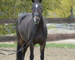 Springpferd Grand Dessert D (Deutsches Sportpferd, 2012, von Grabenstern I)