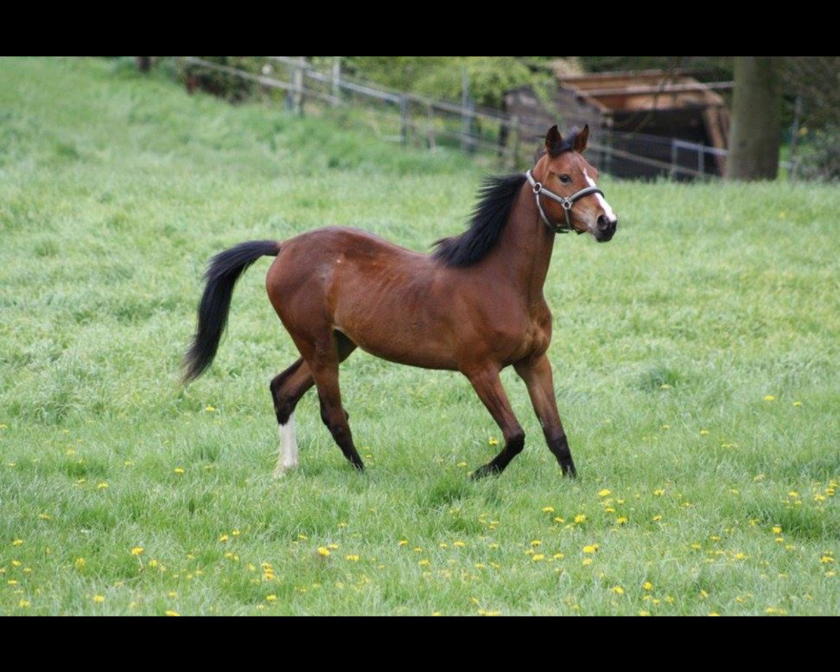 jumper Durellos Daim (Noble Warmblood, 2015, from Don Durello)