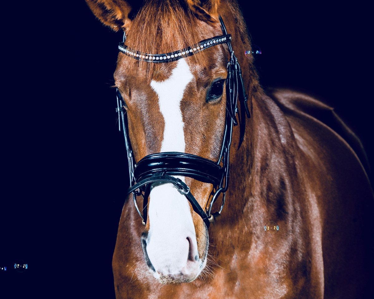 dressage horse Found for you (Oldenburg, 2012, from Foundation 2)