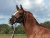 dressage horse Nagini 3 (Oldenburg, 2014, from Negro)