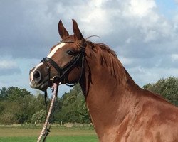 dressage horse Nagini 3 (Oldenburg, 2014, from Negro)