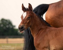 broodmare Stute von Congress / Argentinus (Westphalian, 2018, from Congress 4)