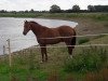 dressage horse Luigi Santos (Oldenburg, 2015, from Vivaldi)