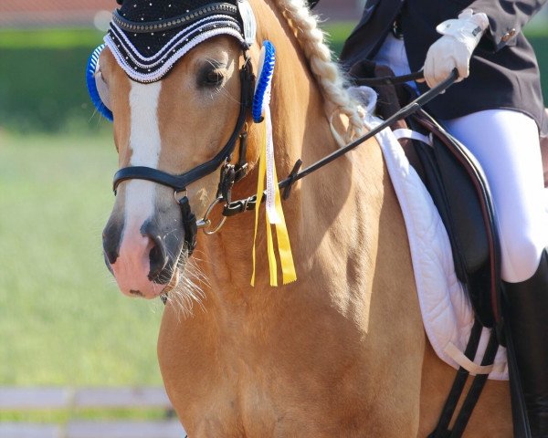 dressage horse Wino (Haflinger, 2014, from Winzertraum)