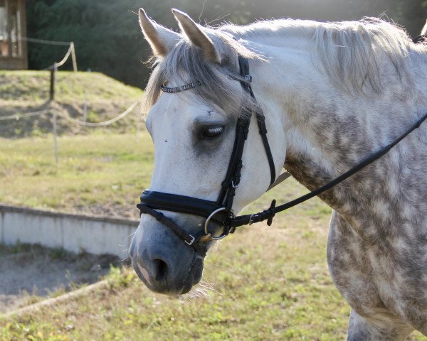 Dressurpferd Fianos-Pünktchen (Pony ohne Rassebezeichnung, 2006)