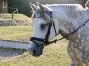 dressage horse Fianos-Pünktchen (Pony without race description, 2006)