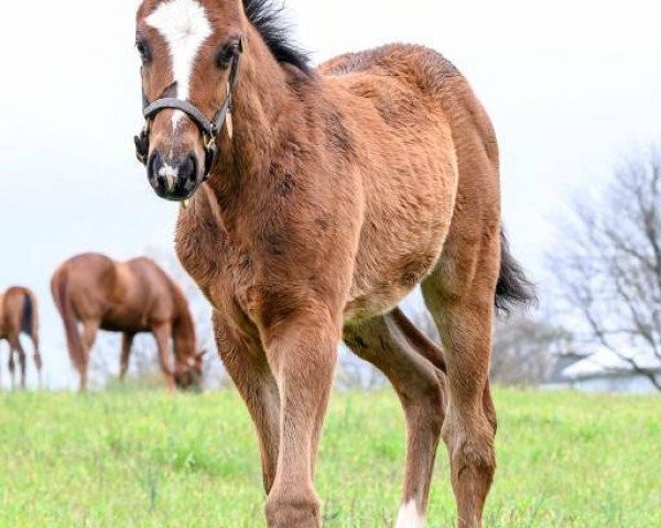 Pferd Stute von Tapit xx (Englisches Vollblut, 2018, von Tapit xx)