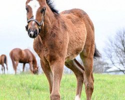 Pferd Stute von Tapit xx (Englisches Vollblut, 2018, von Tapit xx)