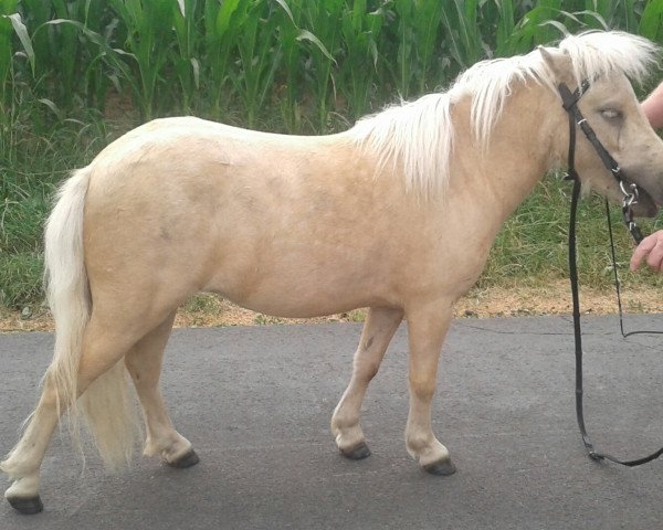 horse Clara vom Südbrook (Dt.Part-bred Shetland pony, 2015)