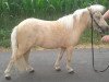 Pferd Clara vom Südbrook (Dt.Part-bred Shetland Pony, 2015)