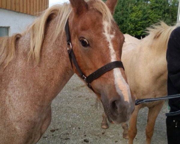 horse Limbo (Nederlands Welsh Ridepony, 2004, from Frisia‘s Salvador)