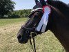 dressage horse Don Rocket B (Pony without race description, 2007)