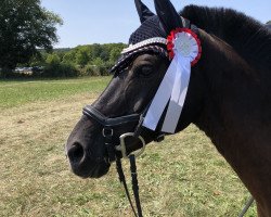 dressage horse Don Rocket B (Pony without race description, 2007)