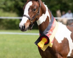 Springpferd Valencia S (Pinto/Hunter, 2021, von Strahlemann)