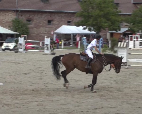 Reitturnier Zweibrücken 2017