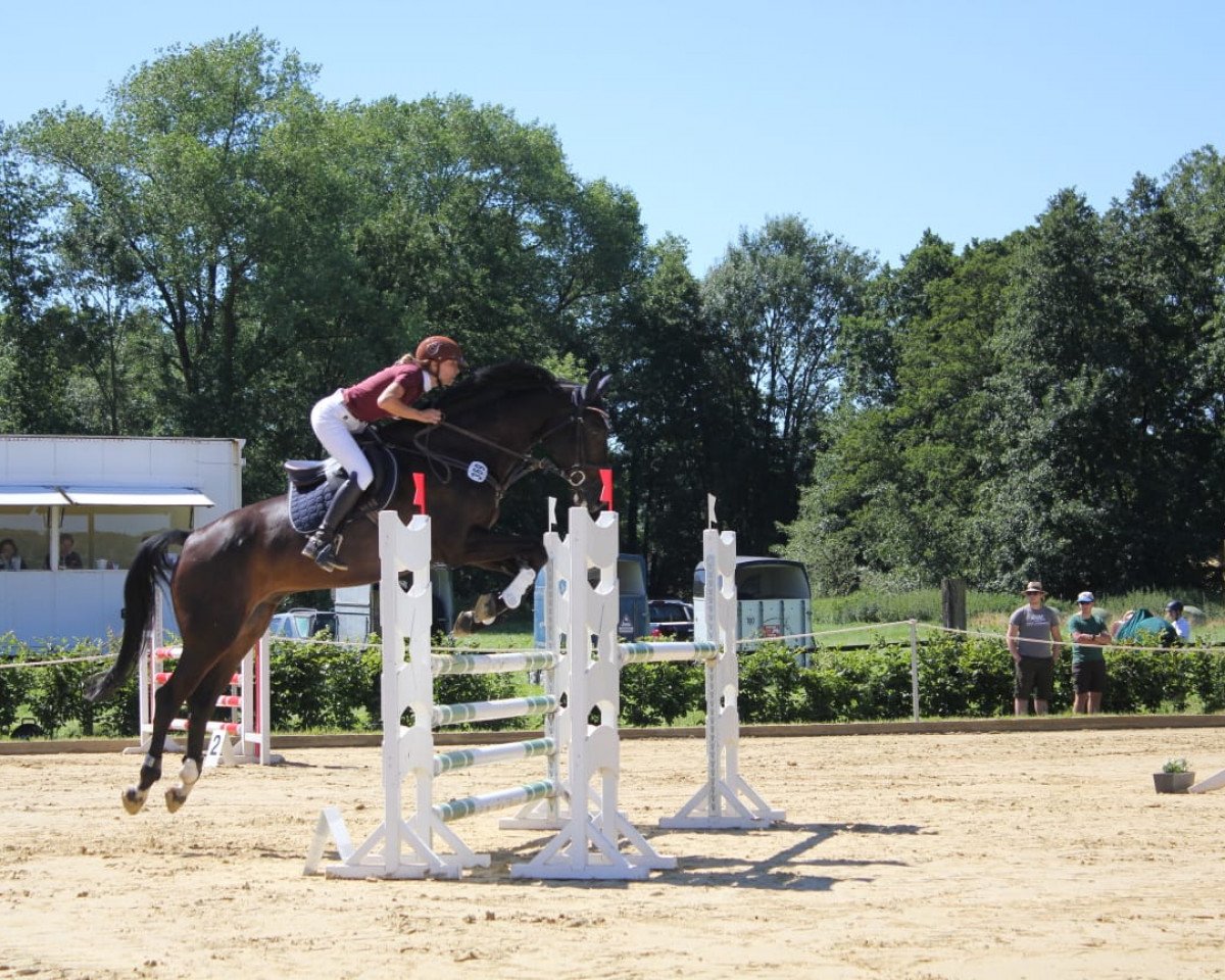 Springpferd Quidams Quentchen (Holsteiner, 2011, von Quidam de Revel)