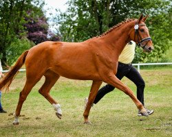 broodmare Sissi (Hanoverian, 2012, from Swarovski)