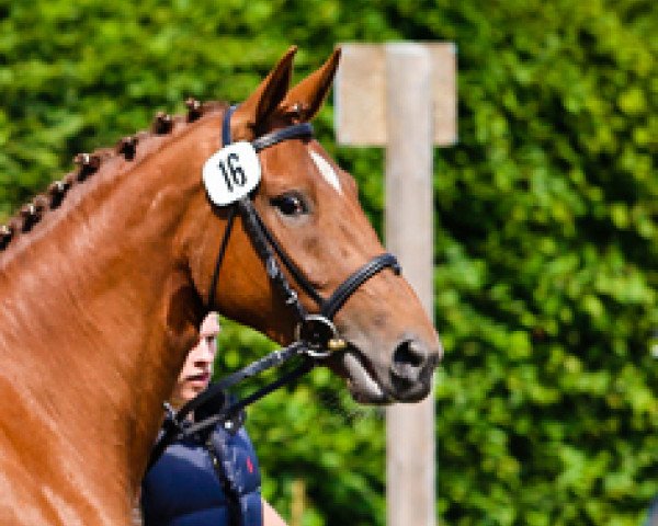 broodmare Sina (Hanoverian, 2010, from Swarovski)