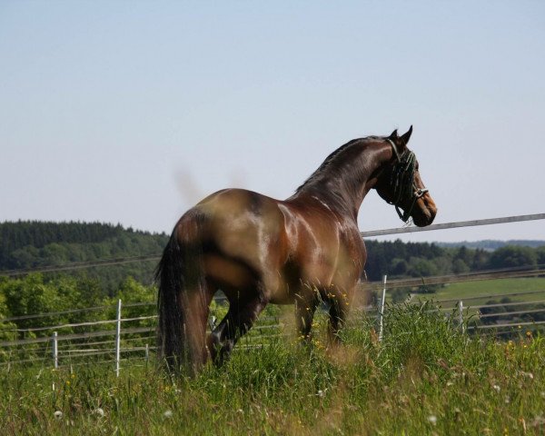 dressage horse Frauenversteher (Oldenburg, 2006, from Fidertanz)