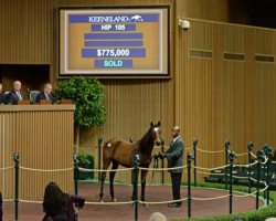 horse Miss Tapirado xx (Thoroughbred, 2017, from Tapit xx)