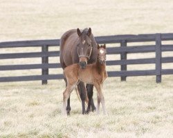 horse Bourbon War xx (Thoroughbred, 2016, from Tapit xx)